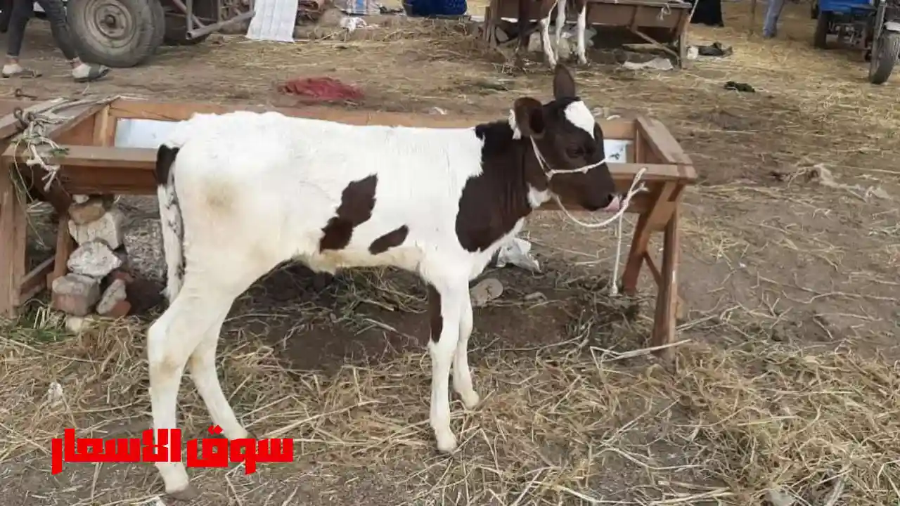 اسعار العجول البقري الصغيرة
