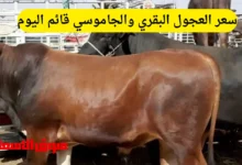 سعر العجول البقري والجاموسي قائم