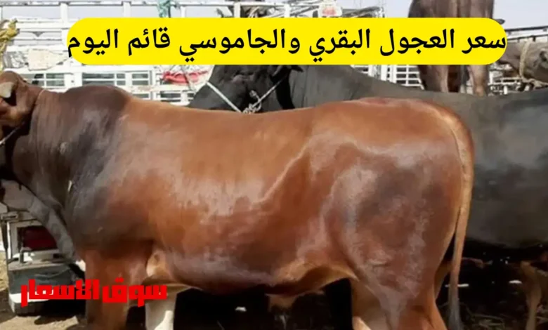 سعر العجول البقري والجاموسي قائم