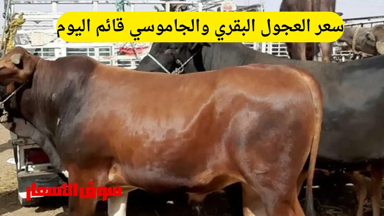 سعر العجول البقري والجاموسي قائم