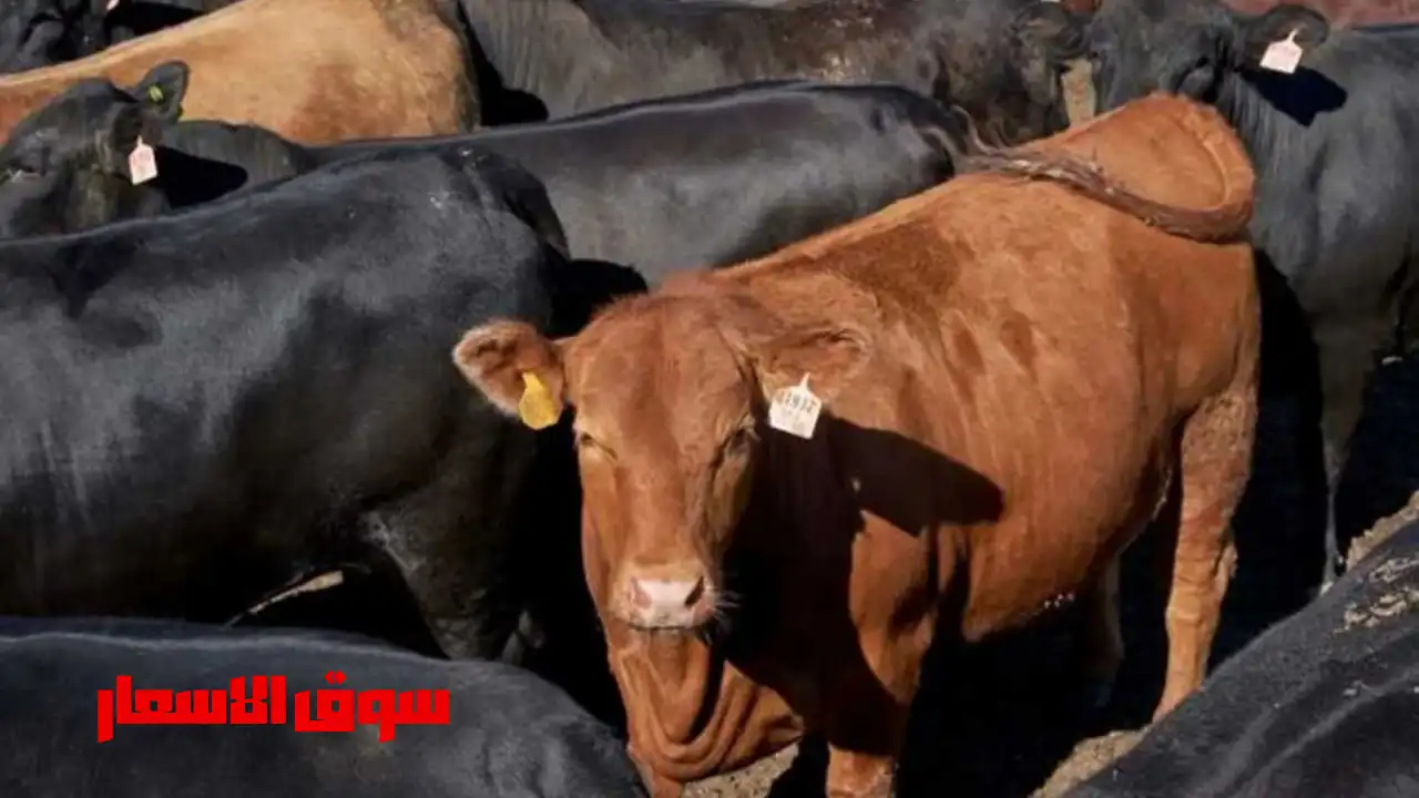 سعر العجول البقري والجاموسي قائم