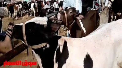 اسعار العجول العجالي اليو