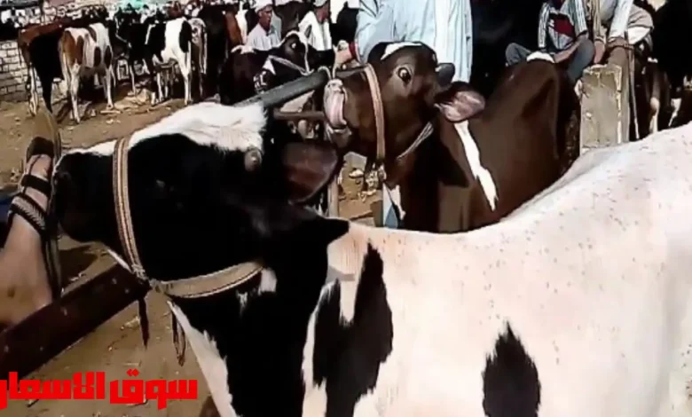 اسعار العجول العجالي اليو