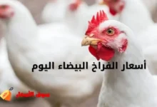 أسعار الفراخ البيضاء اليوم الأربعاء
