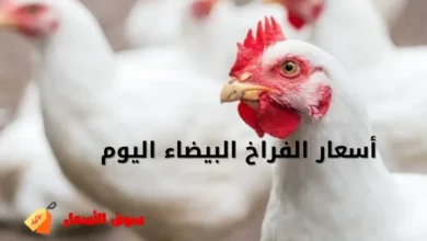 أسعار الفراخ البيضاء اليوم الأربعاء