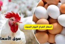 أسعار الفراخ اليوم السبت