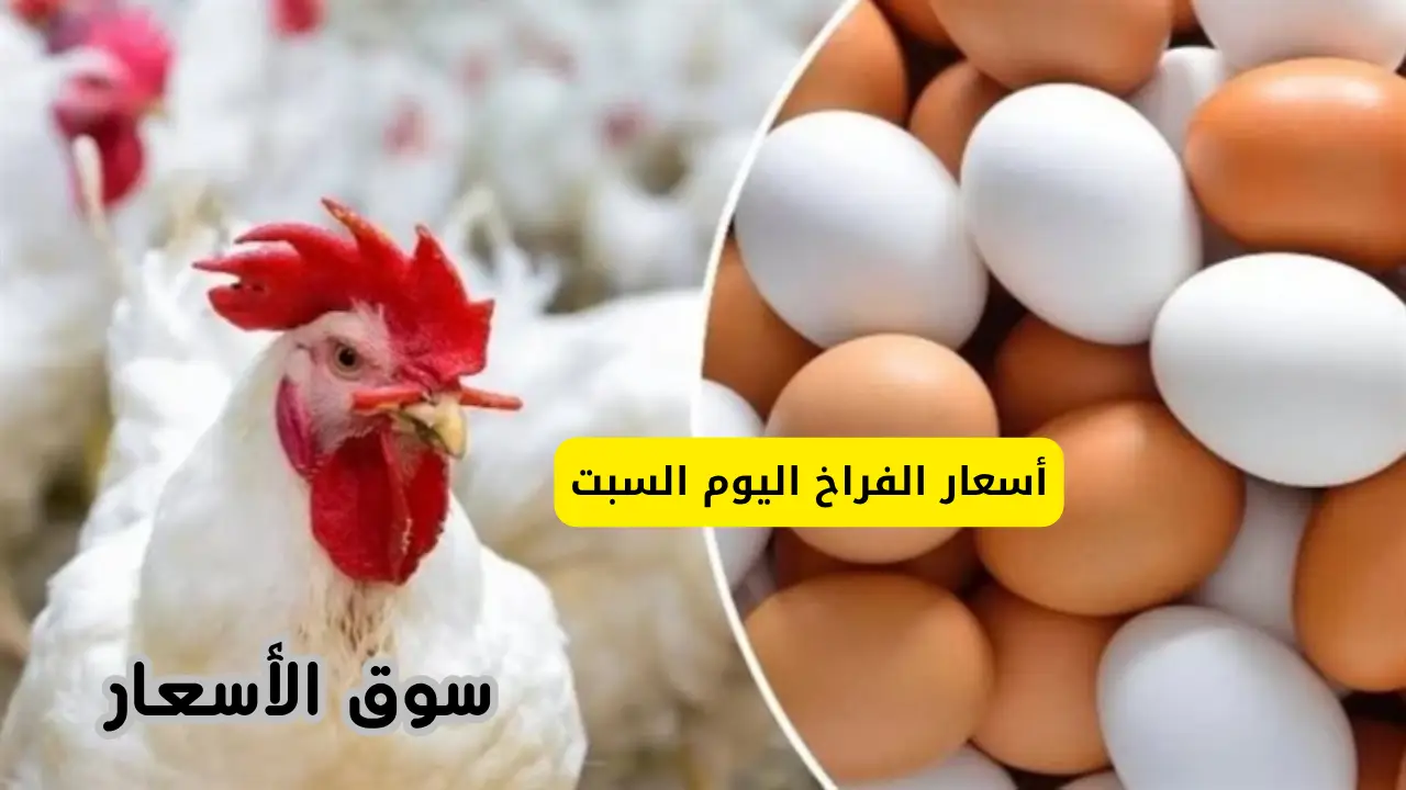 أسعار الفراخ اليوم السبت