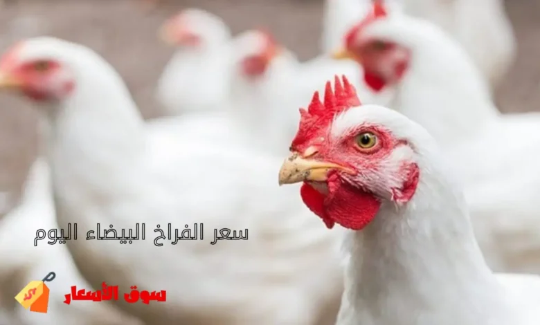 سعر الفراخ البيضاء اليوم