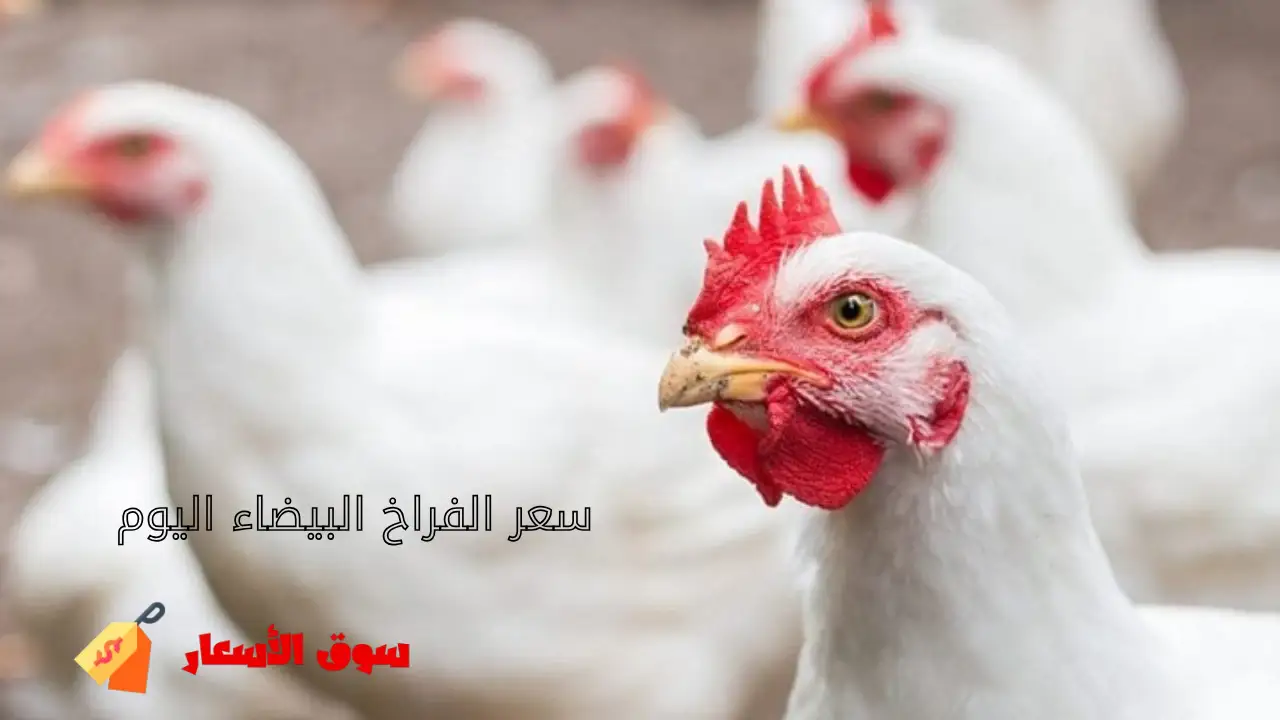 سعر الفراخ البيضاء اليوم