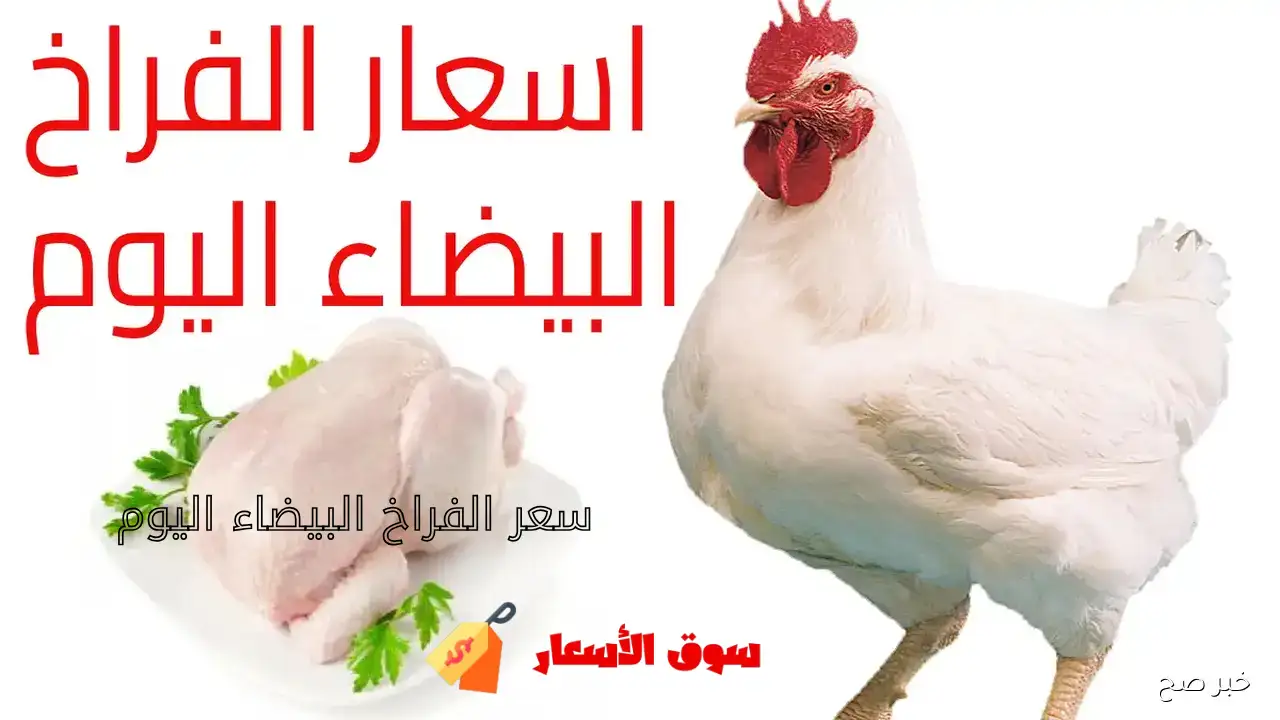 سعر الفراخ البيضاء اليوم