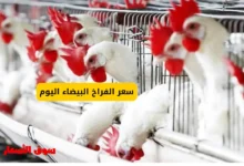 سعر الفراخ البيضاء اليوم