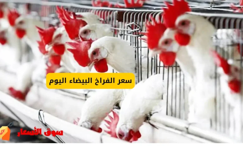 سعر الفراخ البيضاء اليوم