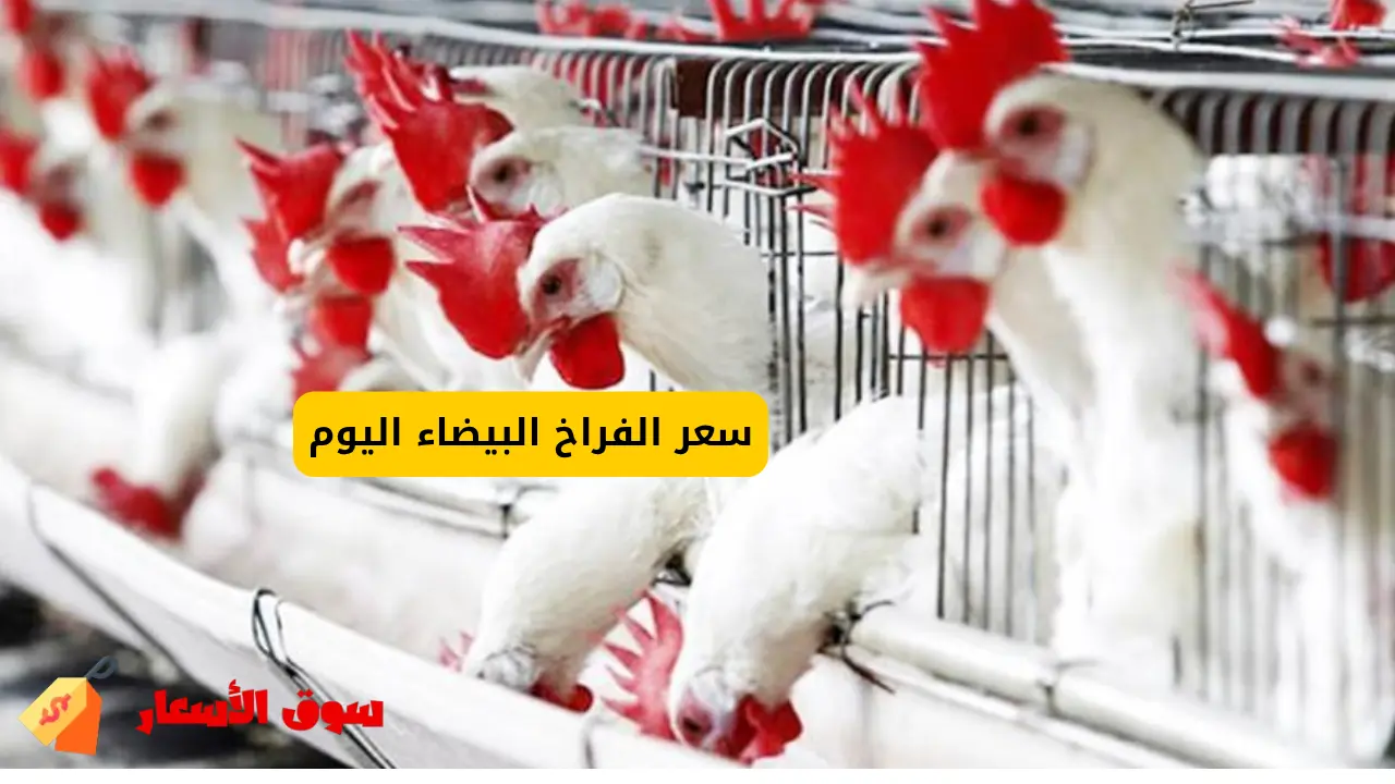 سعر الفراخ البيضاء اليوم