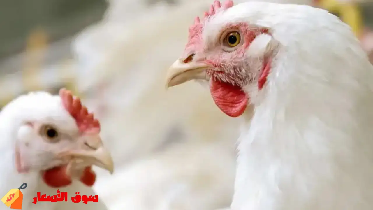 سعر الفراخ البيضاء اليوم في بورصة الدواجن