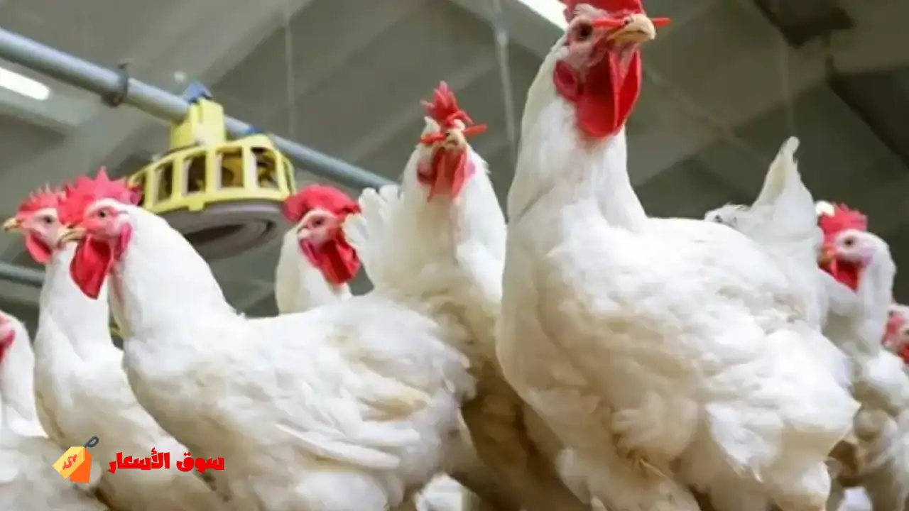 أسعار الفراخ البيضاء اليوم الأربعاء