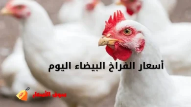 أسعار الفراخ البيضاء اليوم