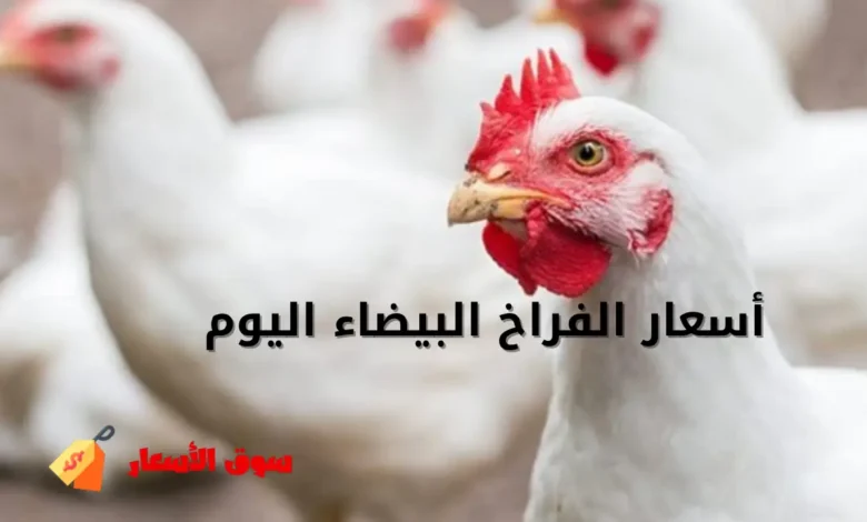 أسعار الفراخ البيضاء اليوم
