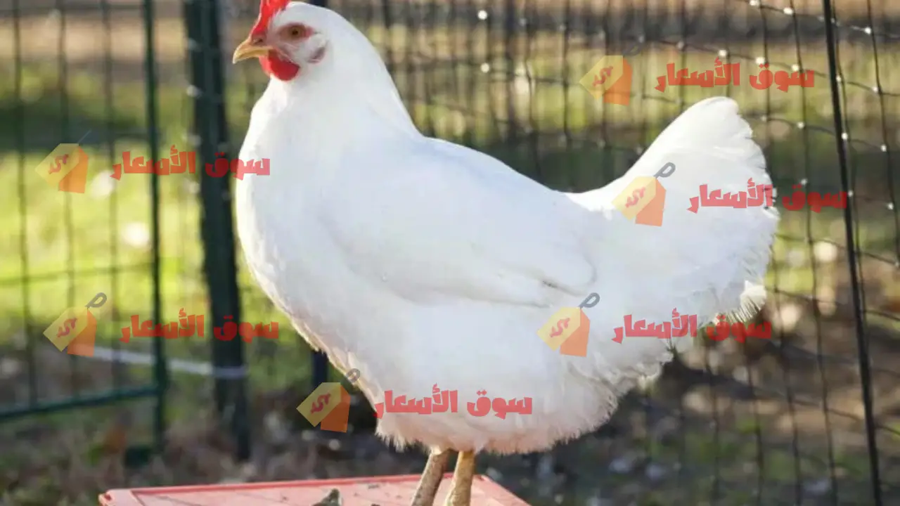 أسعار الفراخ البيضاء اليوم