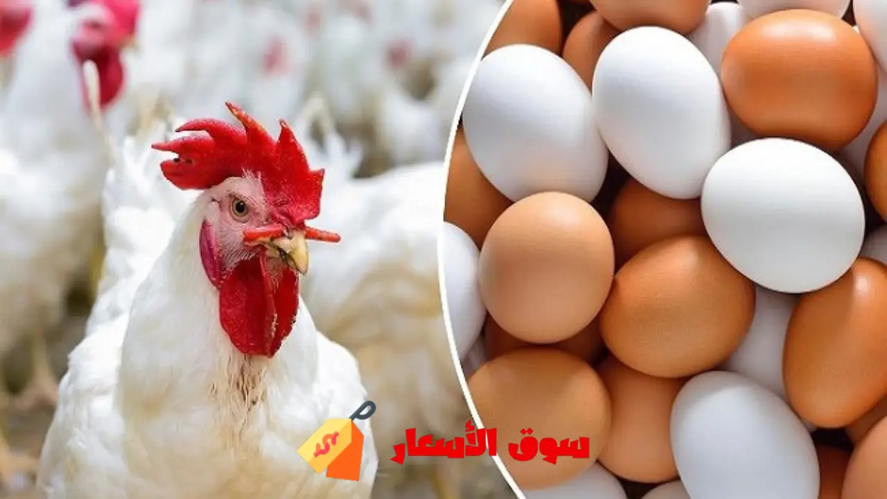 أسعار الفراخ اليوم الثلاثاء