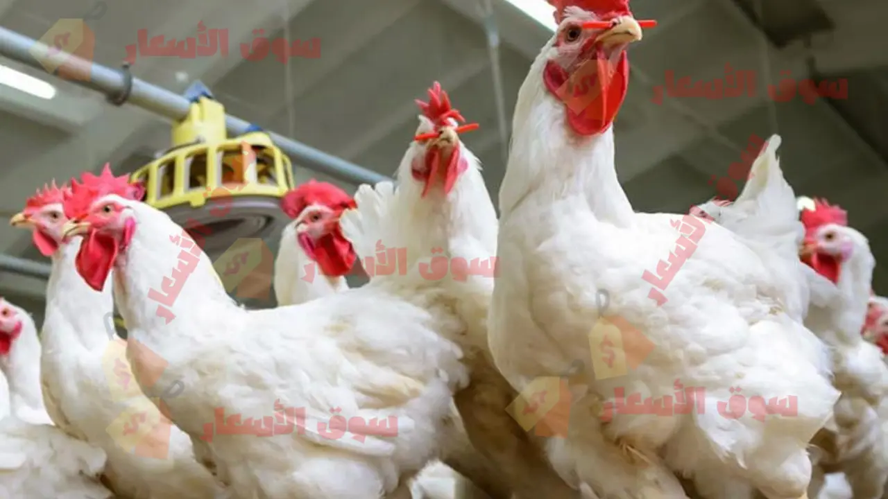 أسعار الفراخ اليوم الثلاثاء