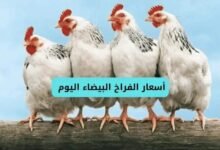 أسعار الفراخ البيضاء اليوم