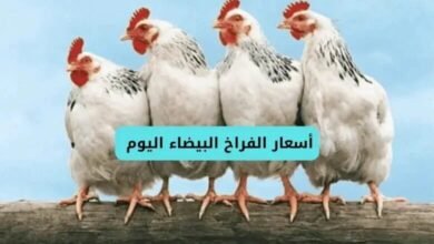 أسعار الفراخ البيضاء اليوم