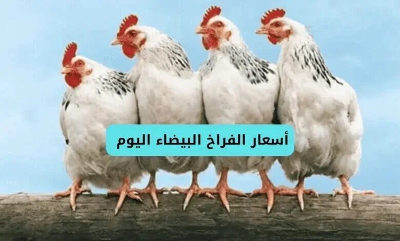 أسعار الفراخ البيضاء اليوم