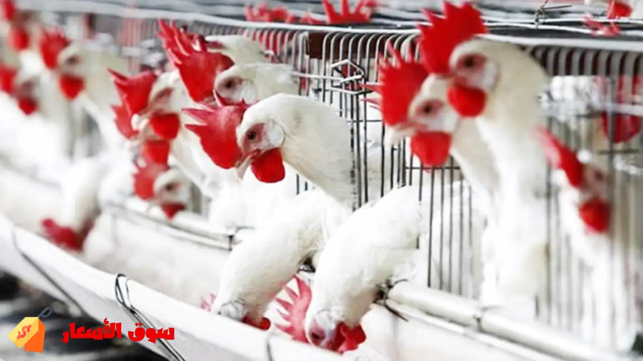 أسعار الفراخ البيضاء اليوم 