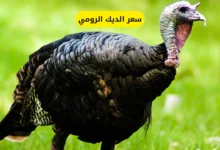 سعر الديك الرومي