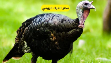 سعر الديك الرومي