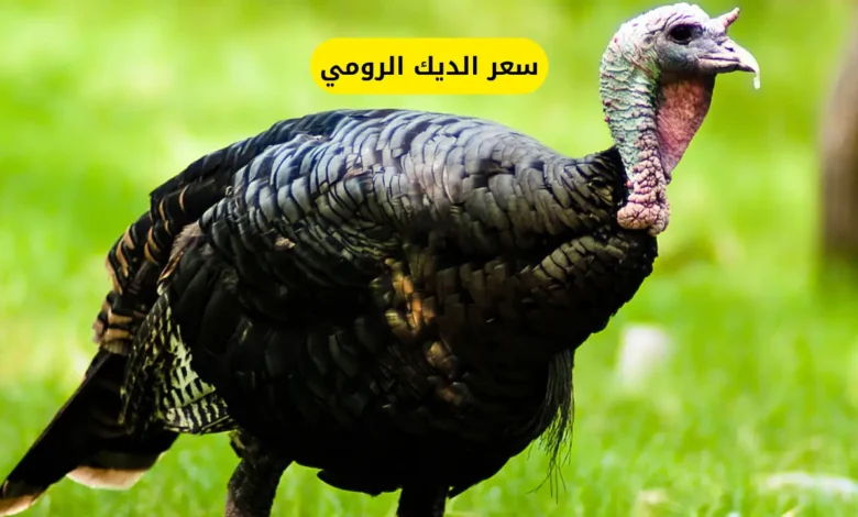 سعر الديك الرومي