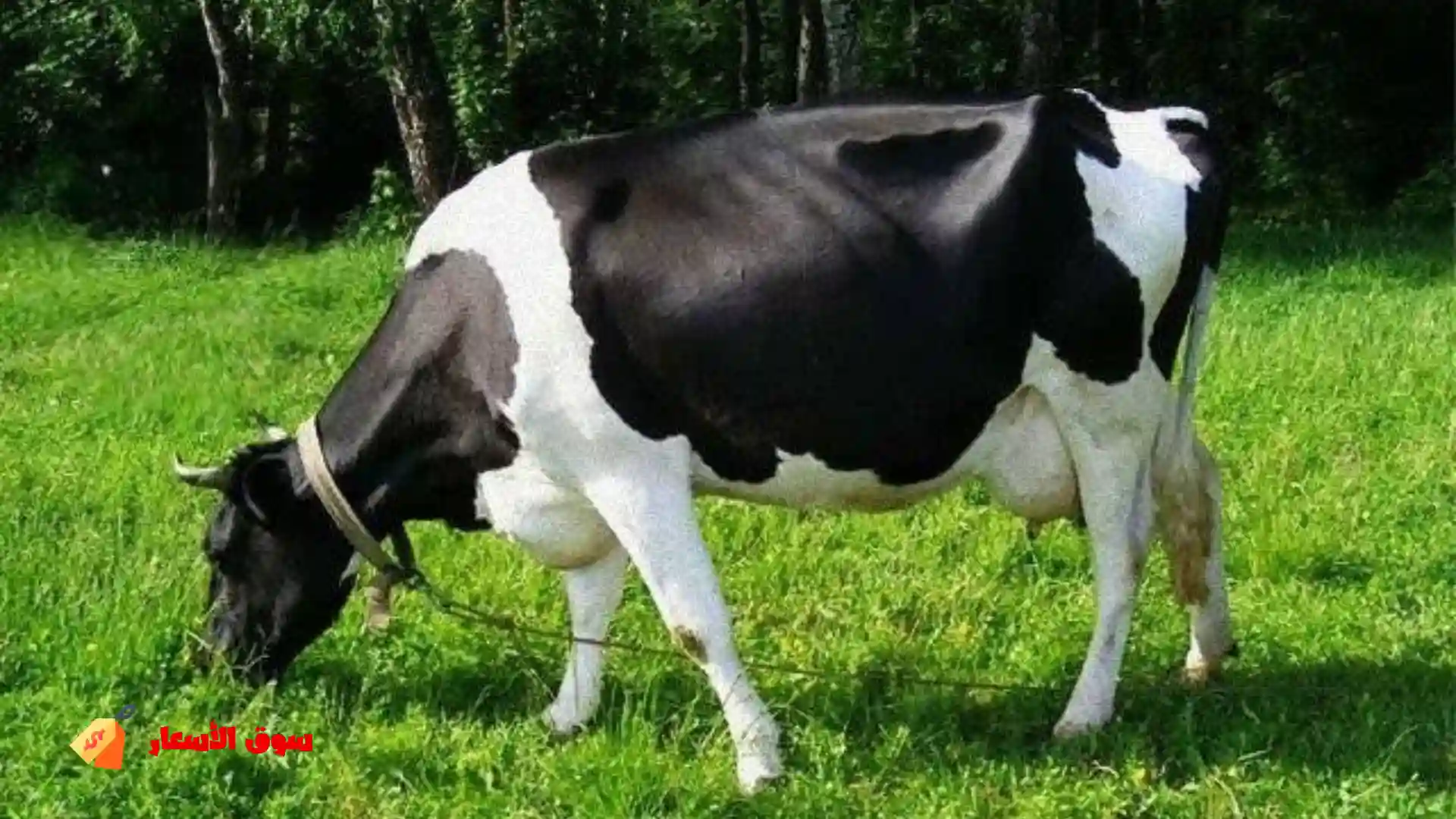 تفسير حلم رؤية البقرة بشكل عام