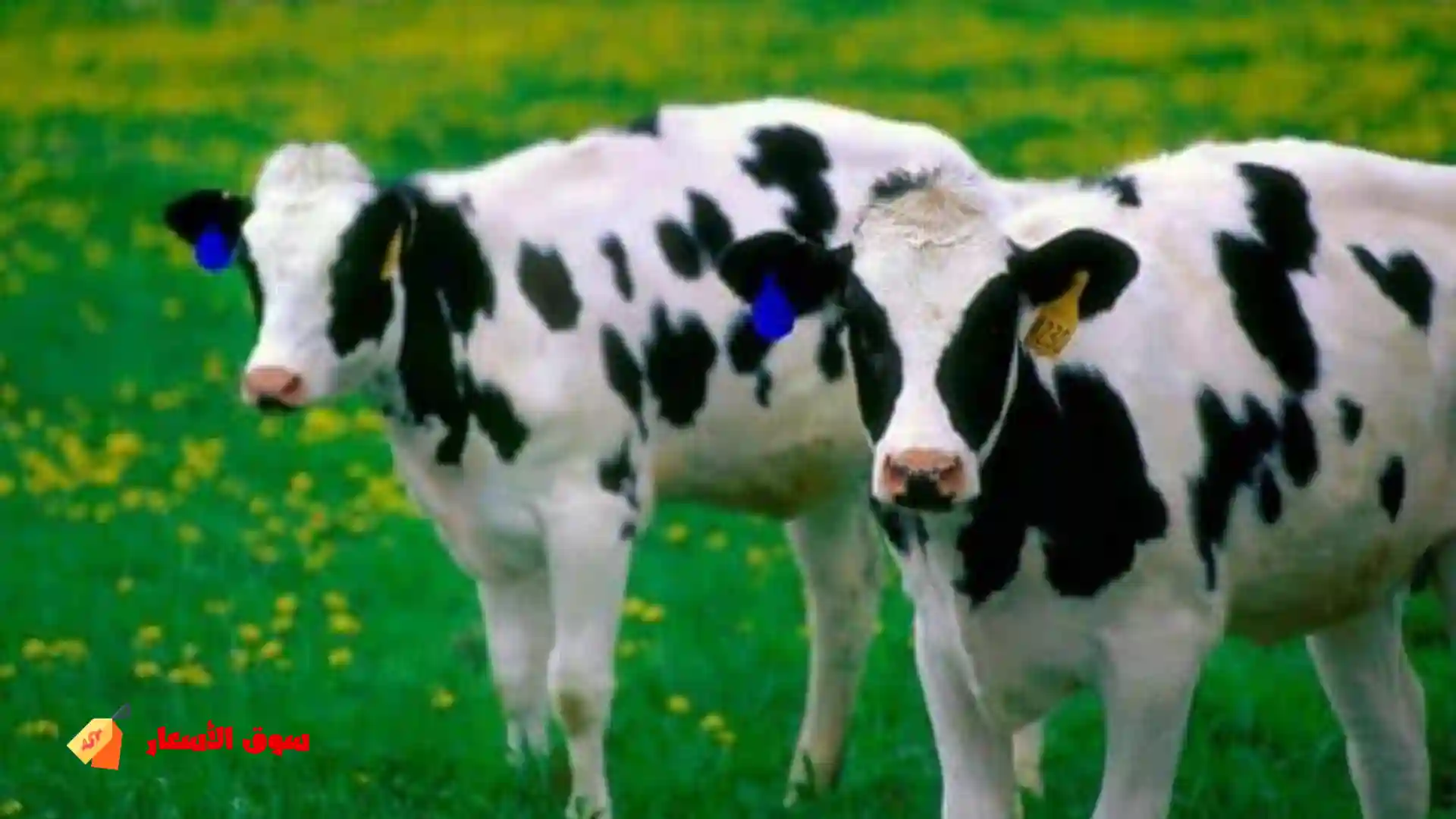 تفسير البقرة السوداء والبيضاء في المنام للرجل