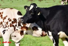 تفسير رؤية البقرة السوداء والبيضاء في المنام