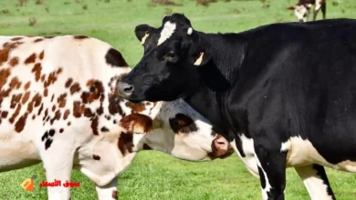 تفسير رؤية البقرة السوداء والبيضاء في المنام