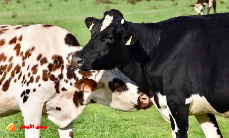 تفسير رؤية البقرة السوداء والبيضاء في المنام