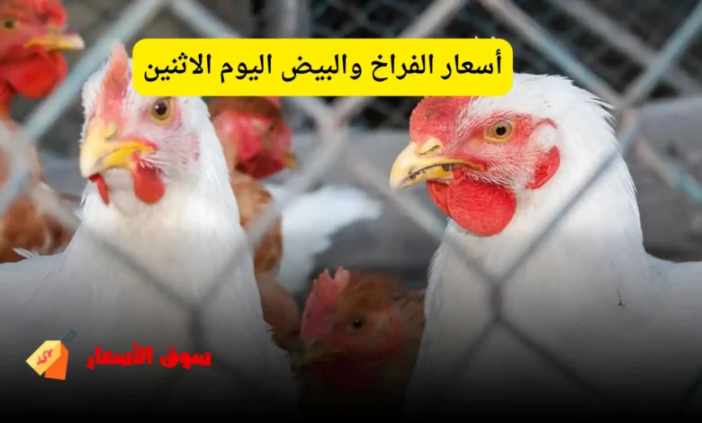 أسعار الفراخ والبيض اليوم الاثنين