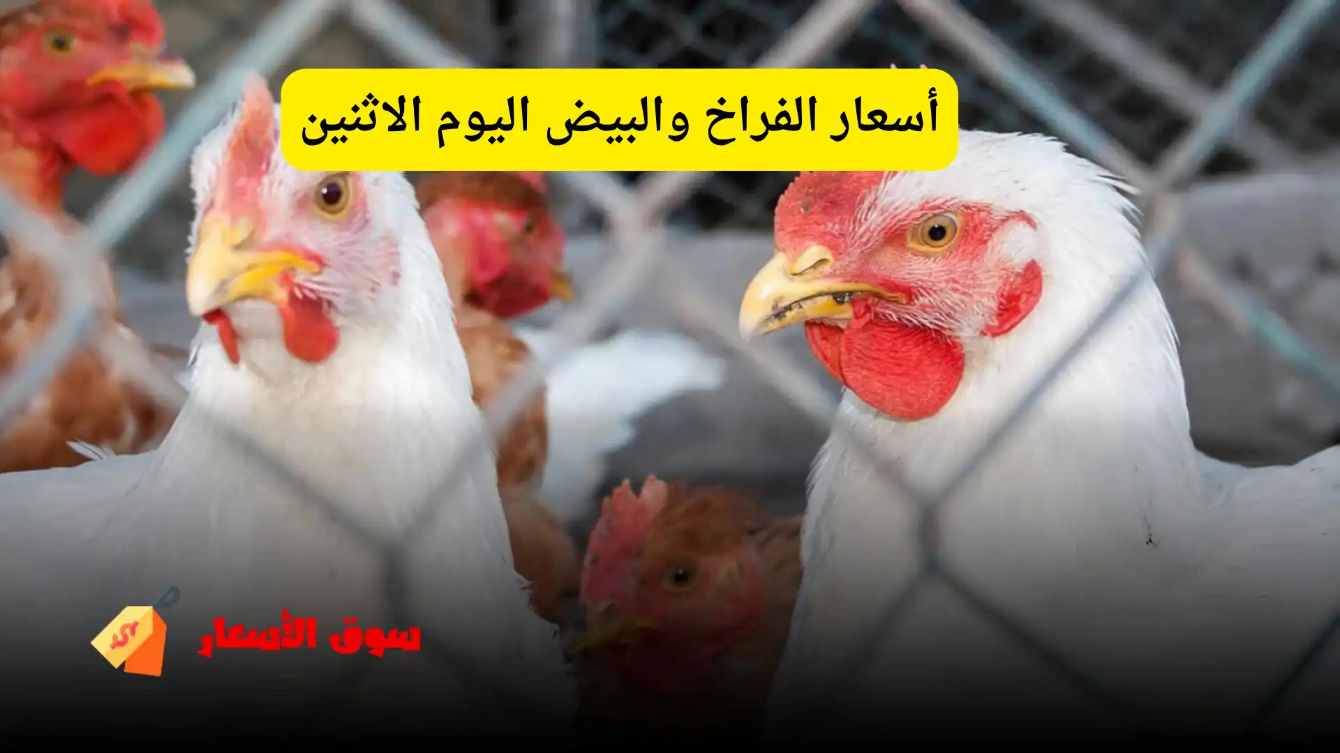 أسعار الفراخ والبيض اليوم الاثنين