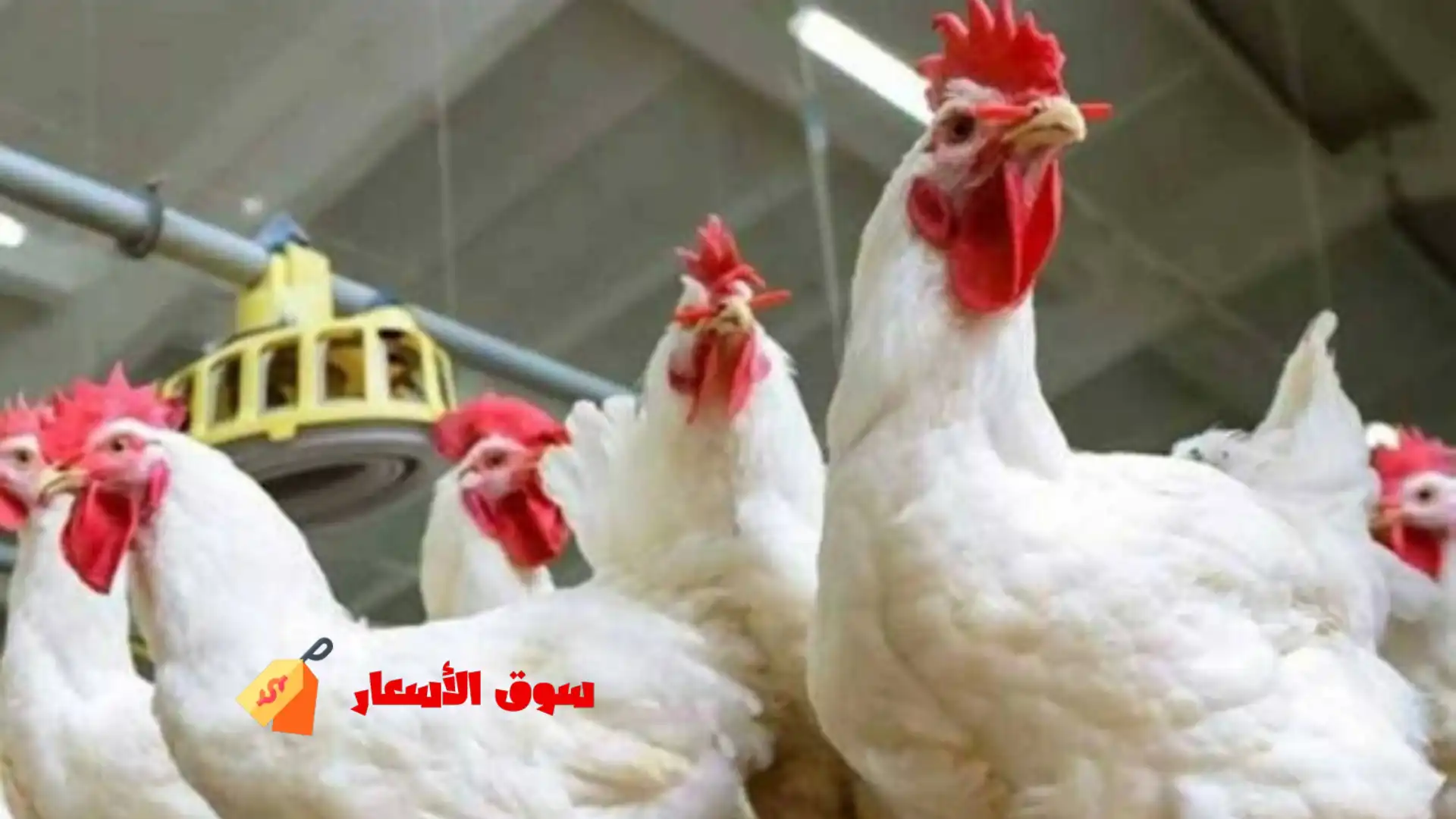 أسعار الفراخ البيضاء والبانيه