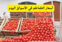 أسعار الطماطم في الأسواق اليوم