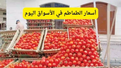 أسعار الطماطم في الأسواق اليوم