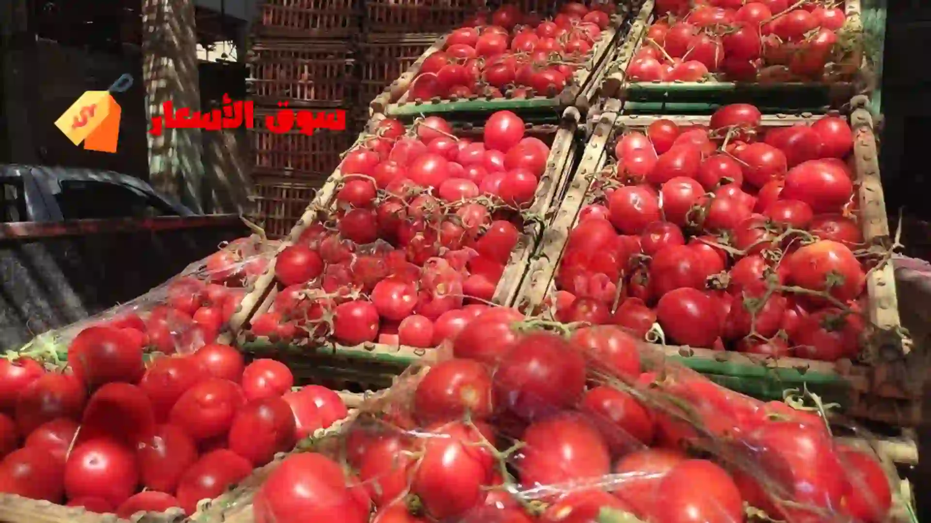 أسعار الطماطم في الأسواق