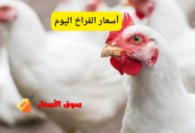 أسعار الفراخ اليوم الخميس