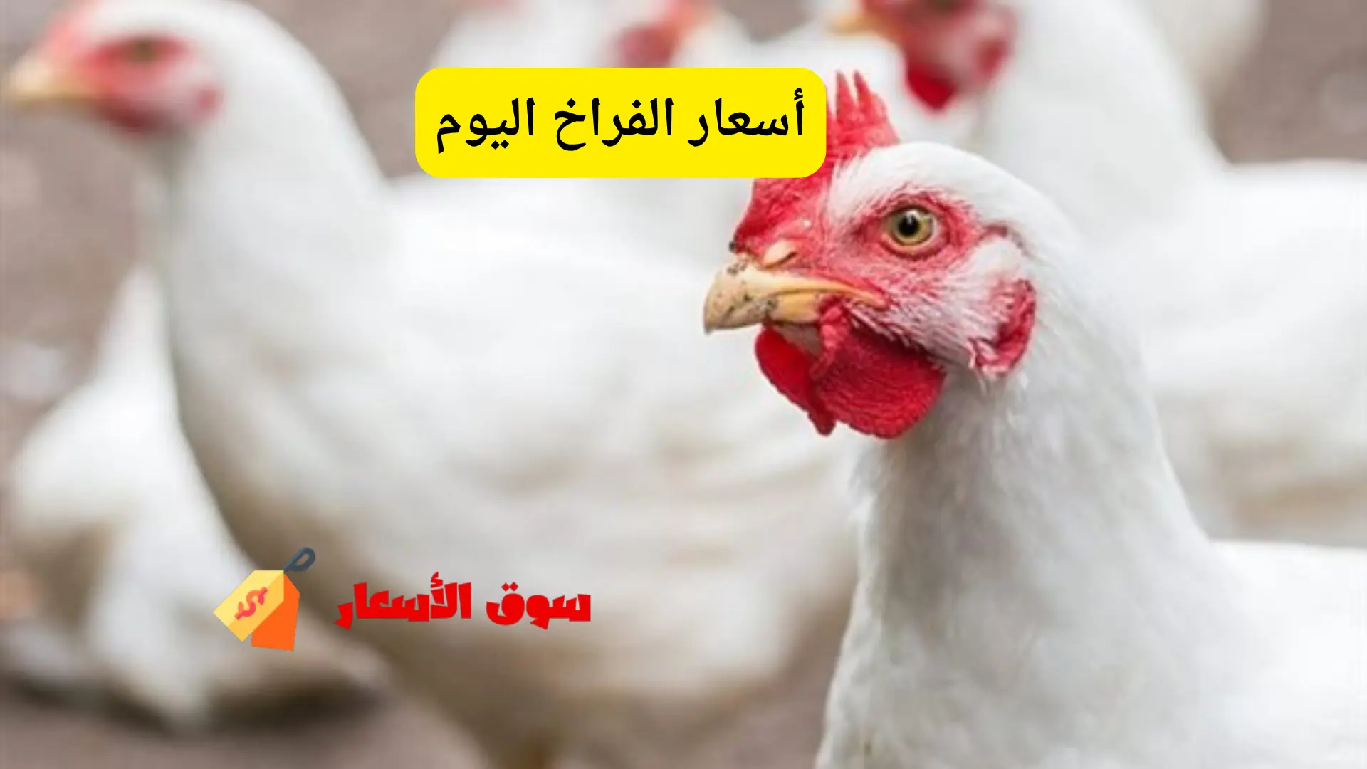 أسعار الفراخ اليوم الخميس