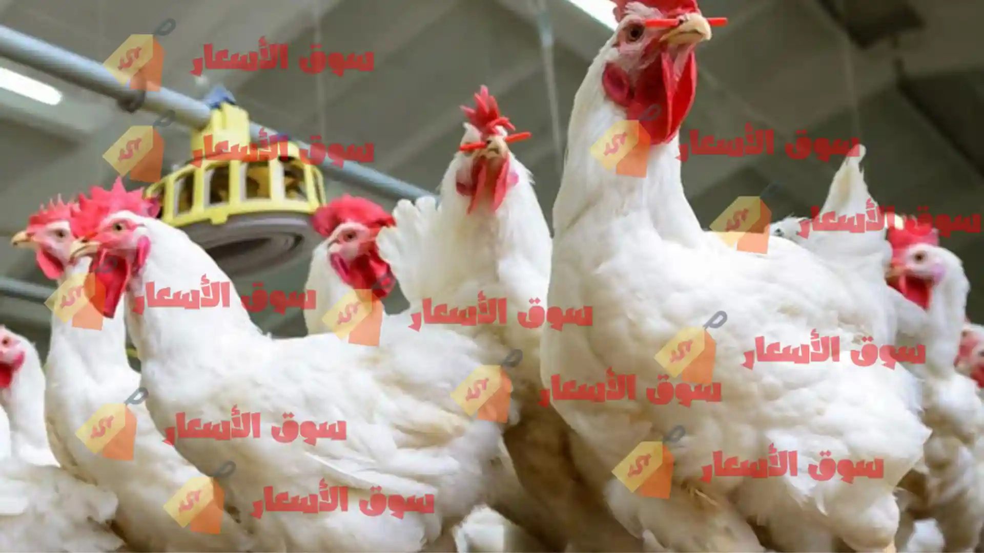 سعر الدجاج البانيه اليوم