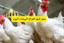 سعر كيلو الفراخ البيضاء اليوم