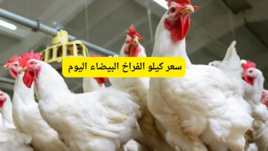 سعر كيلو الفراخ البيضاء اليوم