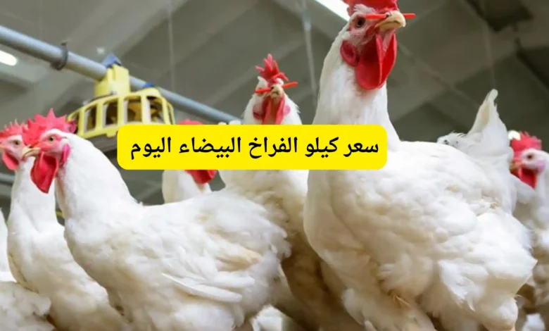 سعر كيلو الفراخ البيضاء اليوم