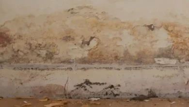 كيف تعالج آثار الرطوبة والعفن